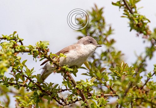 Lesser Whitethroat 2 DM0161